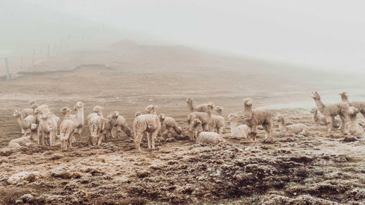 Celebrating Alpaca Fleece: The Coveted Natural Fibre